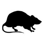 rat-icon
