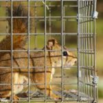 Squirrel in trap