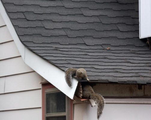 Squirrels infesting roof of home