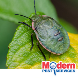 Stink Bug In New England New England Stink Bug on Leaf