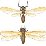 Termite and ant