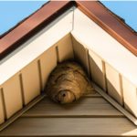 Wasp nest under an eave