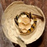 wasp queen