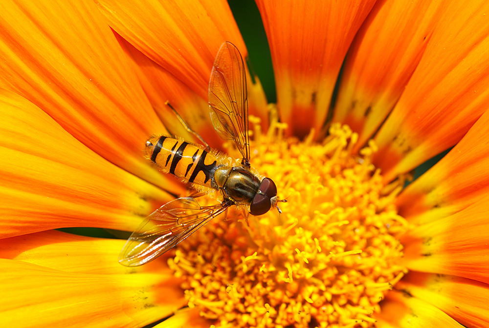 yellowjacket