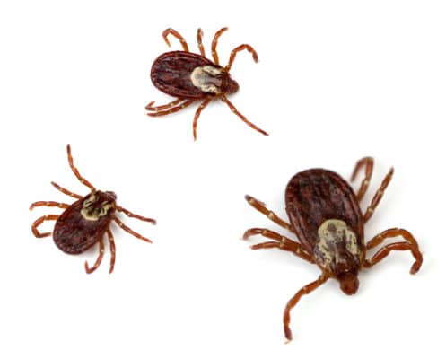 What Diseases Do New England-area Ticks Spread?