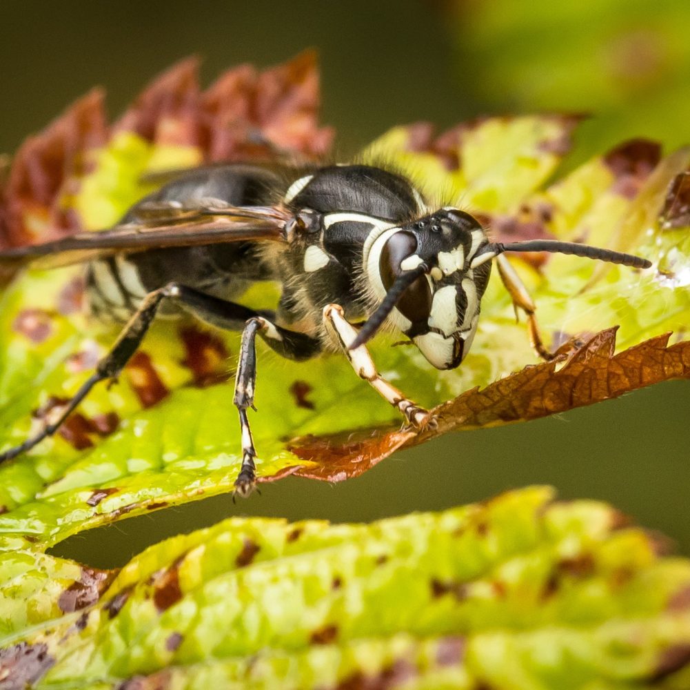 bald-faced hornet