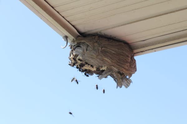How to Deal with a Wasp Nest