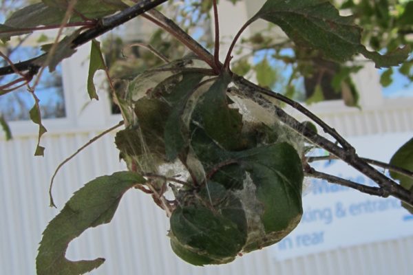 How to Treat for Browntail Moths