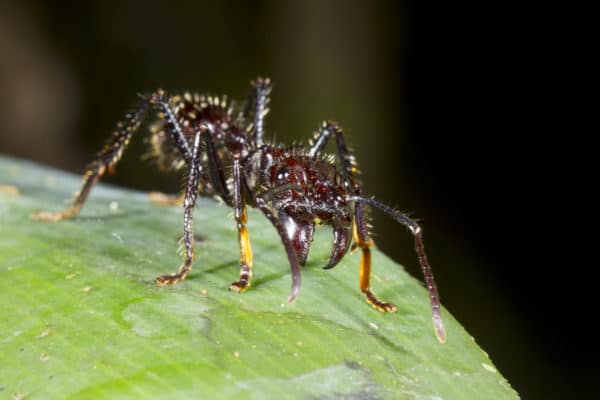 What Insect Sting Hurts the Most?