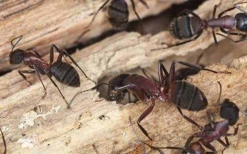 Quick Facts to Help You Identify Carpenter Ants