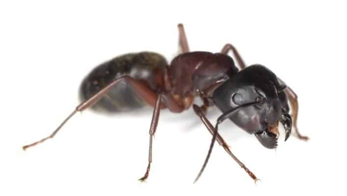 Secret Destroyers: Carpenter Ant Damage – 5 Facts