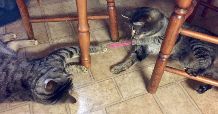 Can Ticks Transmit Disease to Cats?