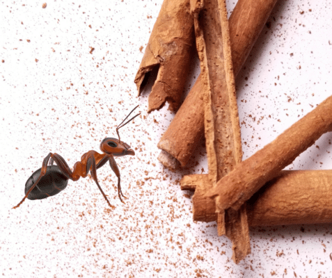 Cinnamon: The Spice That Makes Ants Think Twice? 