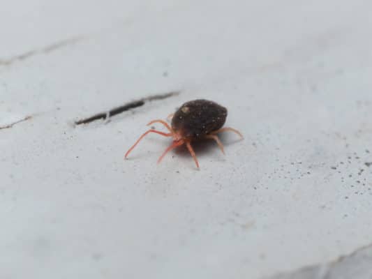 Clover Mites