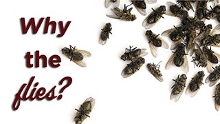 Why are there dead flies in my house?