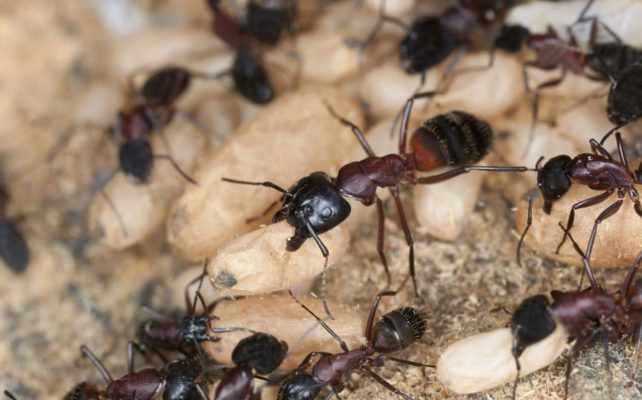 Carpenter Ants: Are They Invading Your Home?