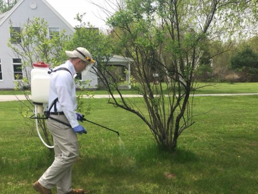 Mosquitoes in New England: A Comprehensive Guide