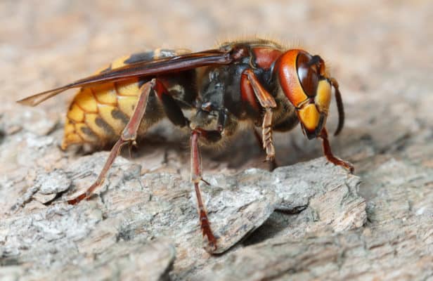 European Hornets: Everything You Need to Know