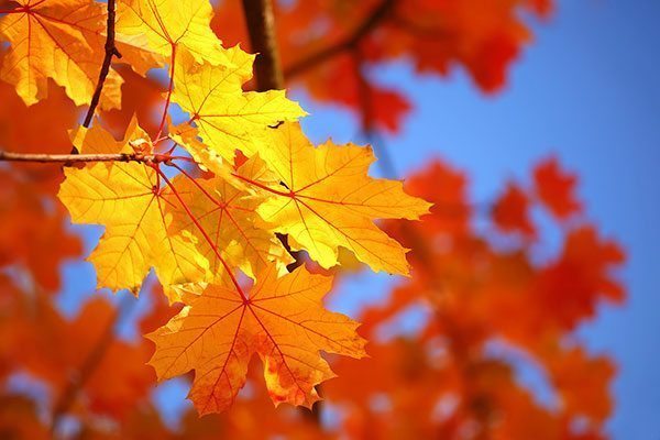 Raking Leaves… For Pest Control?