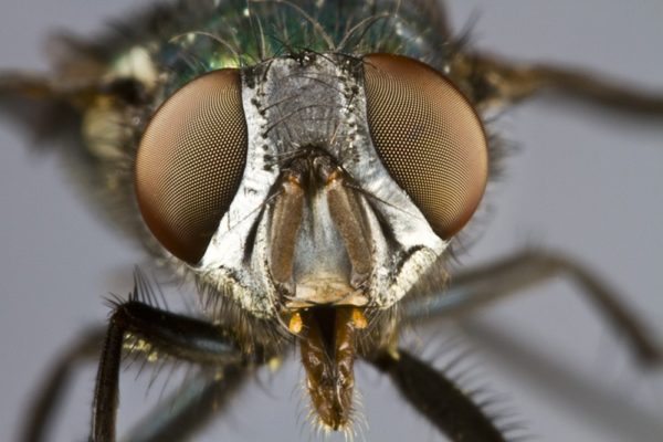 Why WE Think Flies Are Just the Grossest!