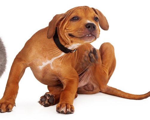 How the Pro’s Handle Fleas