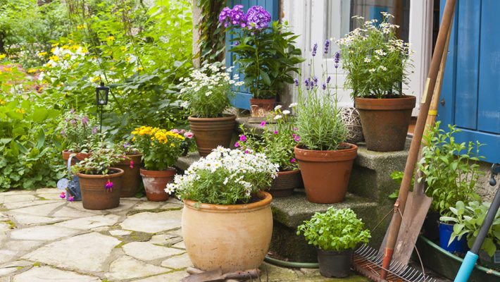 Is Your Landscaping Attracting Pests to Your Home?