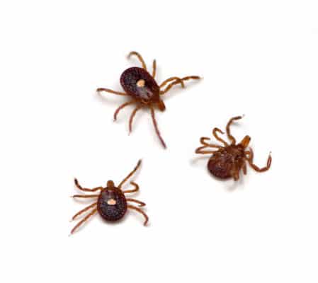 Lone Star Ticks