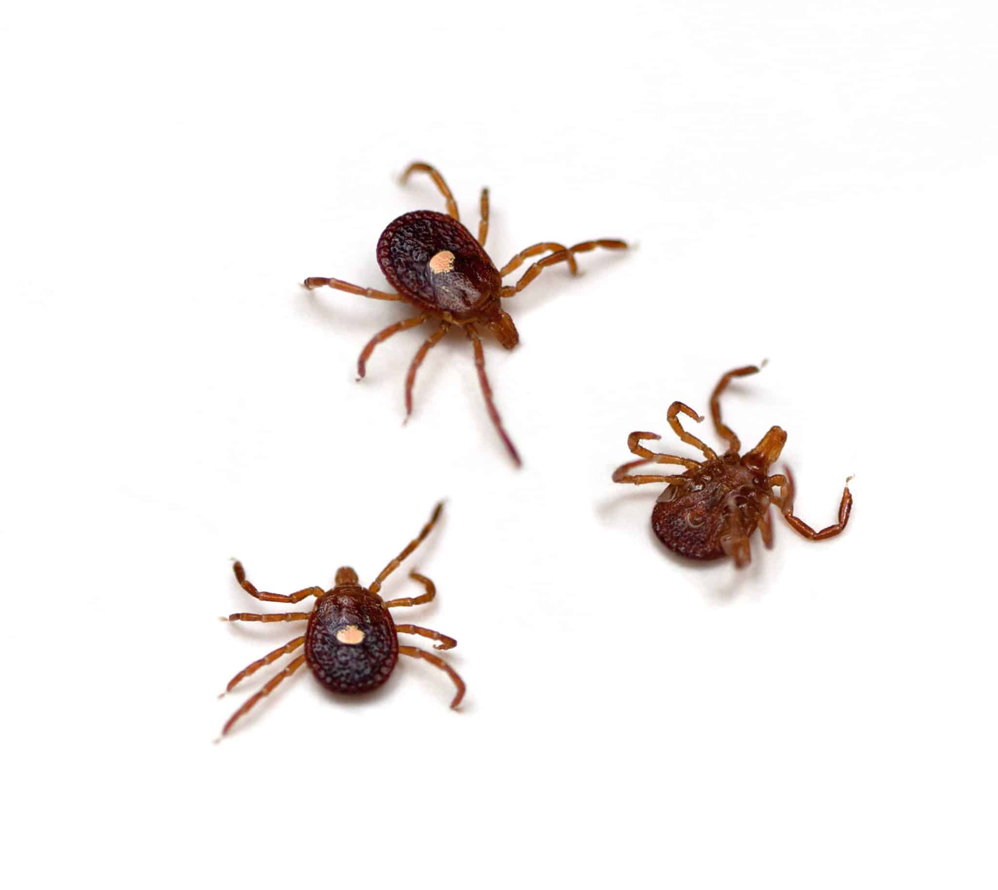 Clover Mites