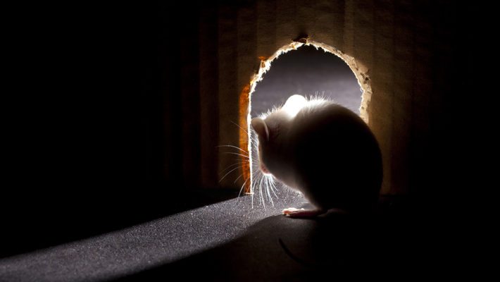 Why Do I Have Mice?