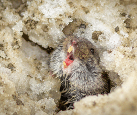 The Truth About Teeth: How Mice Chew Through Tough Materials 