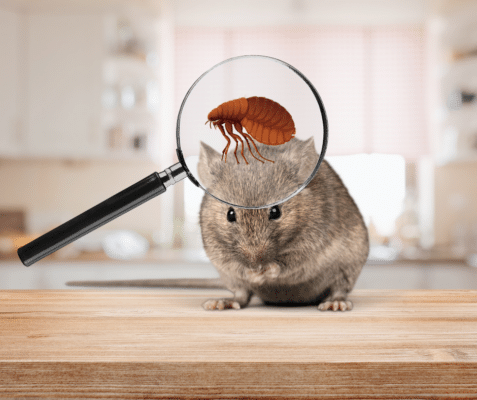 Furry Fleabags: How Mice Bring Fleas and Ticks into Your New England Home and How You Can Stop Them 