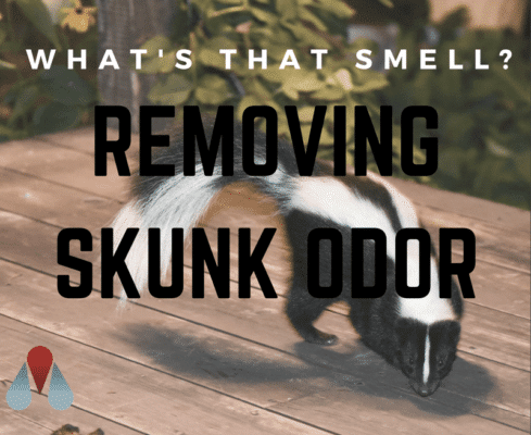 What’s That Smell? Removing Skunk Odor