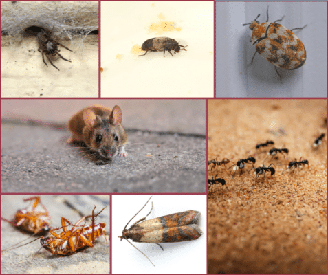 Spring Cleaning Pests: Beyond Dust Bunnies