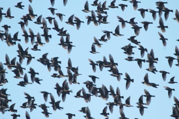 Signs that It’s Time for Serious Bird Control