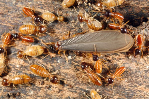 3 Key Differences between Winged Termites and Flying Ants