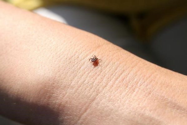 Terrible Tick Diseases