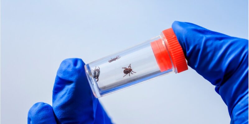 The Dangers of Tick-Borne Disease