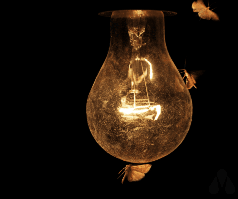 Why Are Insects Attracted To Light?