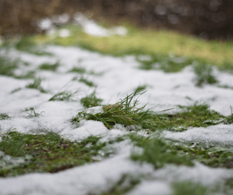 How Warmer Temps Fuel Pest Invasions