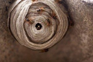 Wasp Control: Keep Your Backyard Wasp Free
