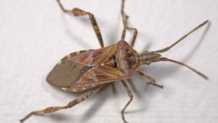 Is that a Stink bug or a Western Conifer Seed Bug in my house?