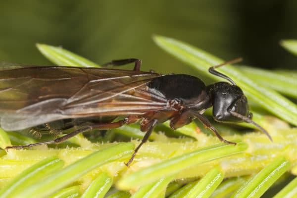 Are Those Winged Carpenter Ants in Your Home?
