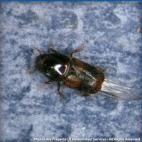 Bark Beetles