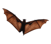 Bat identification for pest control in ME, MA, and NH