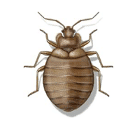 Bed Bugs