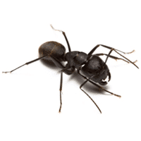 carpenter-ant