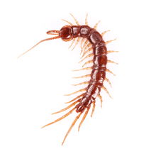 Centipedes