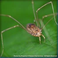 Daddy Long-legs Spiders