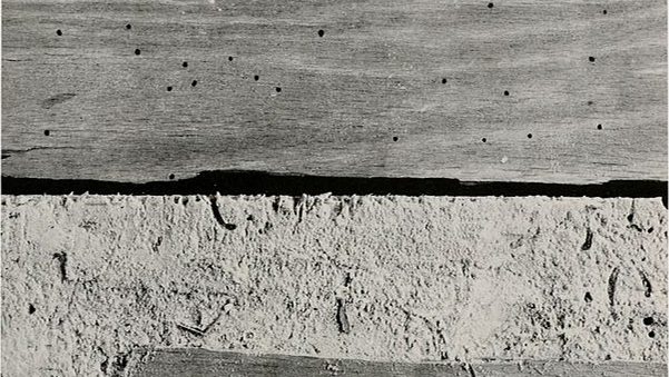 Powderpost Beetles:  What are they and why should I care?