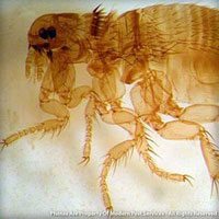 Dog Fleas